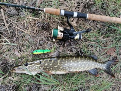 Northern Pike — Švainikų