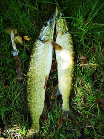 Northern Pike ×2