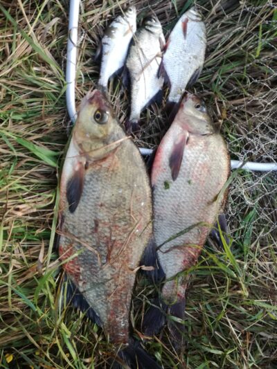 Carp bream ×2