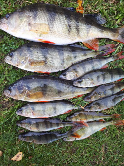 Eurasian perch ×12