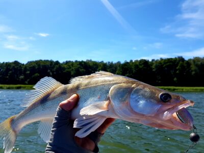 Pike perch