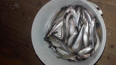 European smelt