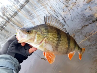 Eurasian perch