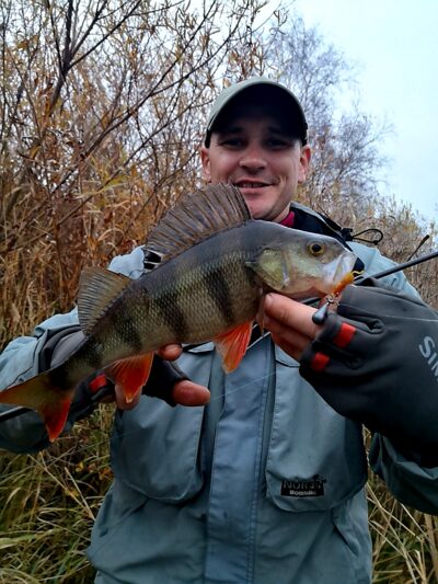 Eurasian perch