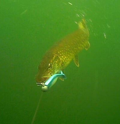 Northern Pike, 4.0 kg