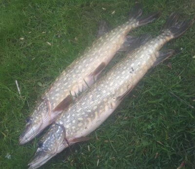 Northern Pike ×2
