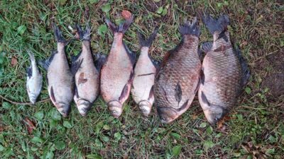 Prussian carp, 2.1 kg