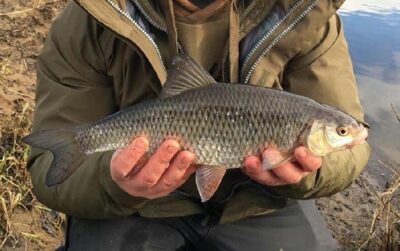 Roach — River Ribble
