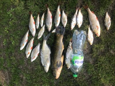 Tench, 2.0 kg