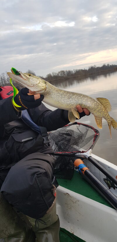 Northern Pike, 1.6 kg