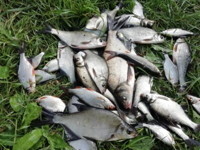 Carp bream
