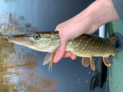 Northern Pike — Mūšėjus