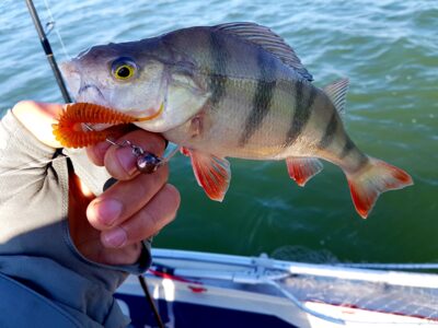 Eurasian perch