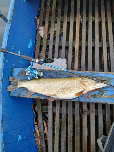 Northern Pike, 2.4 kg — Lėvuo