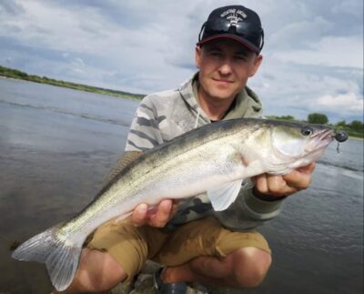 Pike perch — Neman River