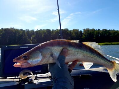 Pike perch — Kuršių
