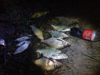 Carp bream