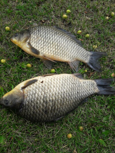 Prussian carp ×2 — Naudvario