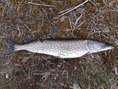 Northern Pike, 1.7 kg