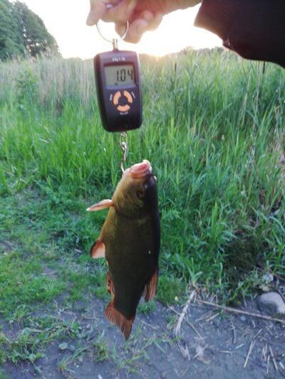 Tench ×2