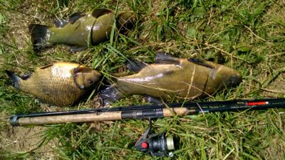 Tench, 1.8 kg