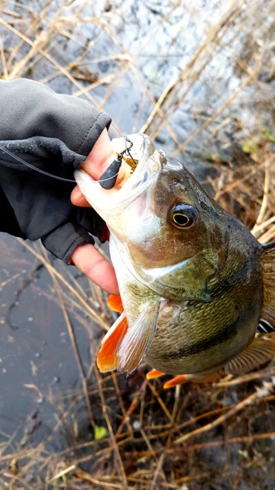 Eurasian perch