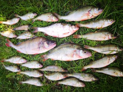 Eurasian perch ×22 — Smeltalė