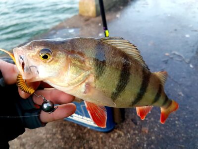 Eurasian perch