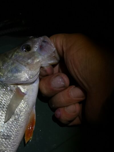 Eurasian perch — Kuršių