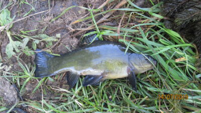 Tench