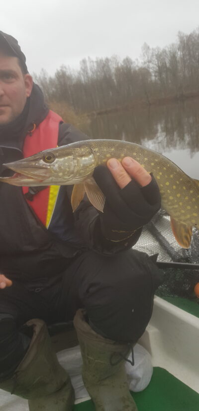 Northern Pike