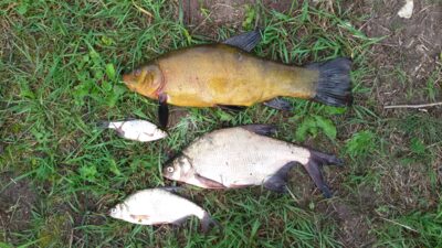 Tench, 1.7 kg — Ekrano gamyklos