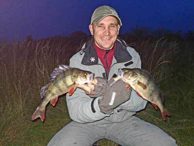 Eurasian perch