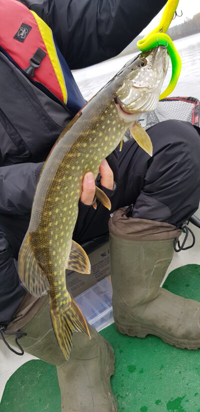 Northern Pike