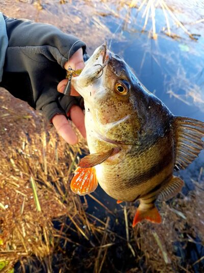 Eurasian perch