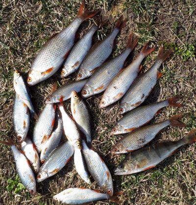 Roach ×18