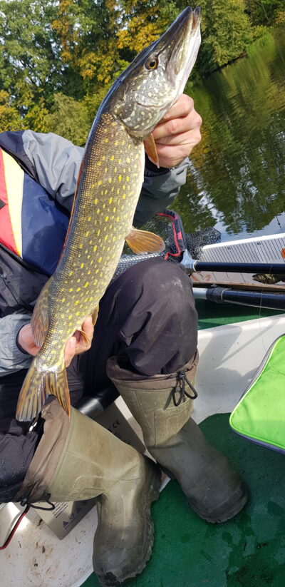 Northern Pike