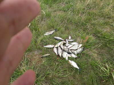 Carp bream