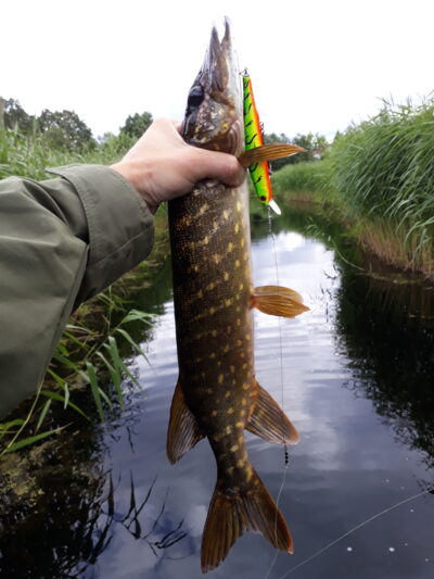 Northern Pike