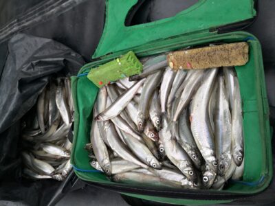 European smelt — Kuršių