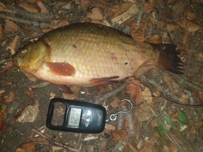 Crucian carp, 1.2 kg