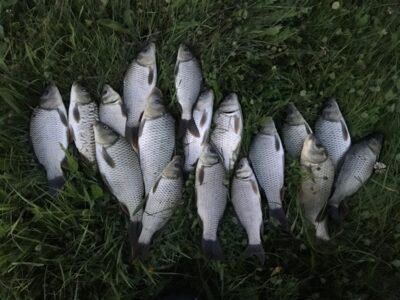Prussian carp ×17