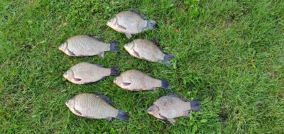 Prussian carp ×7