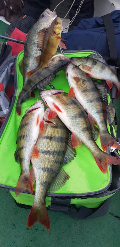Eurasian perch