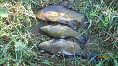 Tench ×3