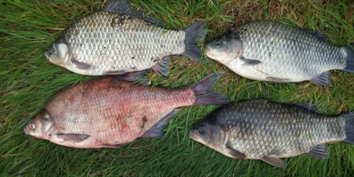 Prussian carp ×3 — Skirvytė