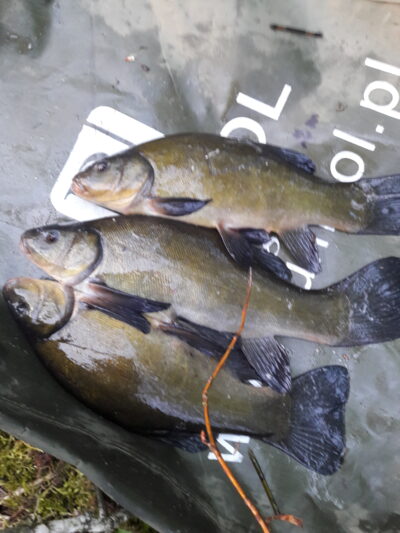 Tench ×3 — Užvenčio
