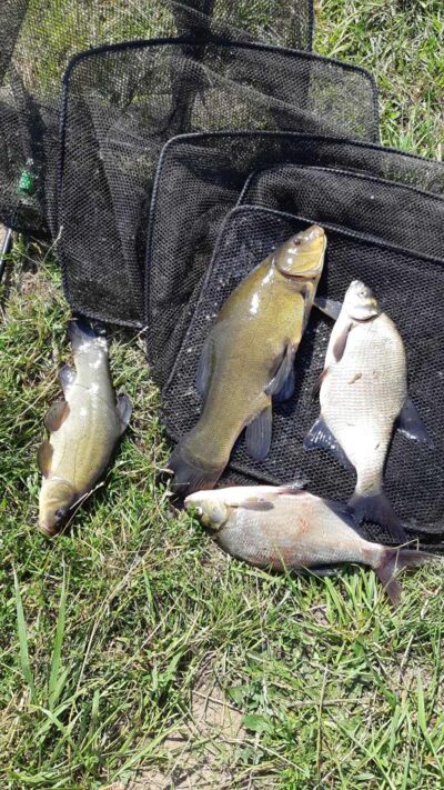 Tench, 1.4 kg
