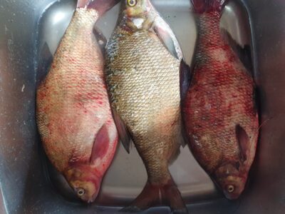 Carp bream ×3
