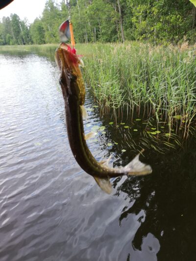 Northern Pike ×2